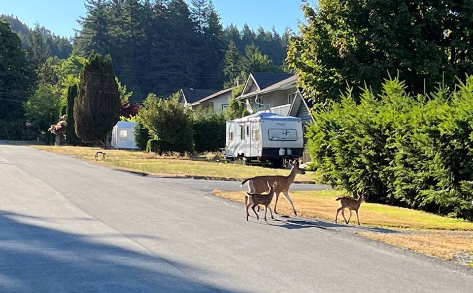 august_2_james_donald_wildwood_deer