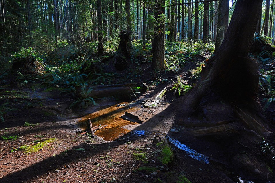 february_10_rick-mcgrath_penticton-trails