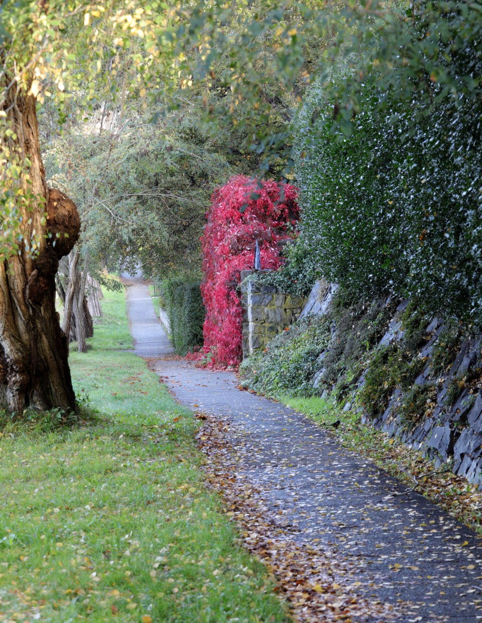 november_3_paul_den_ouden_virginia_creeper