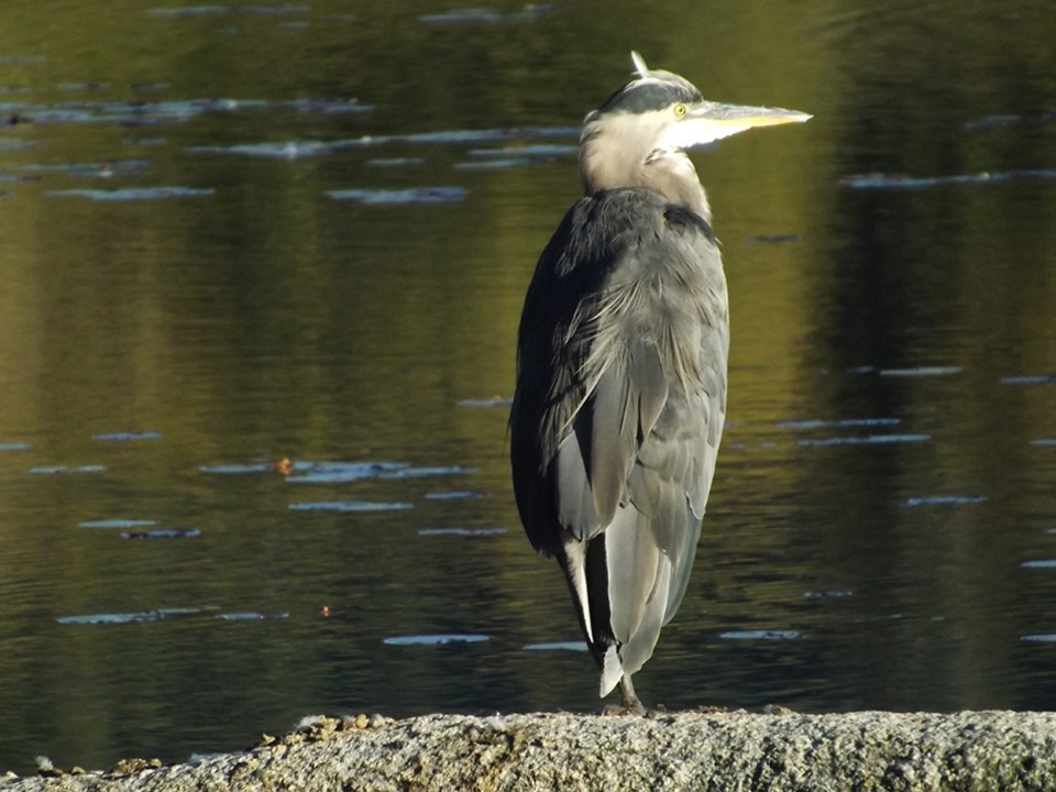 october_18_grayce_hilton_heron_lindsay_park