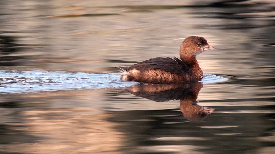 february_8_paul-den-ouden_pied-billed-grebe