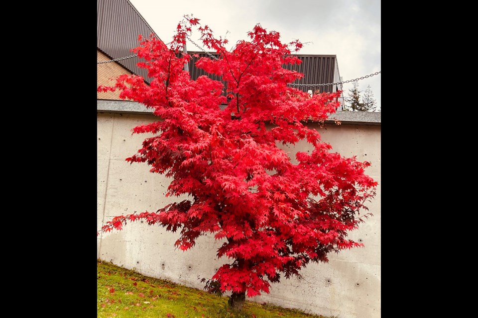 November 1: Maple tree at Powell River Recreation Complex.