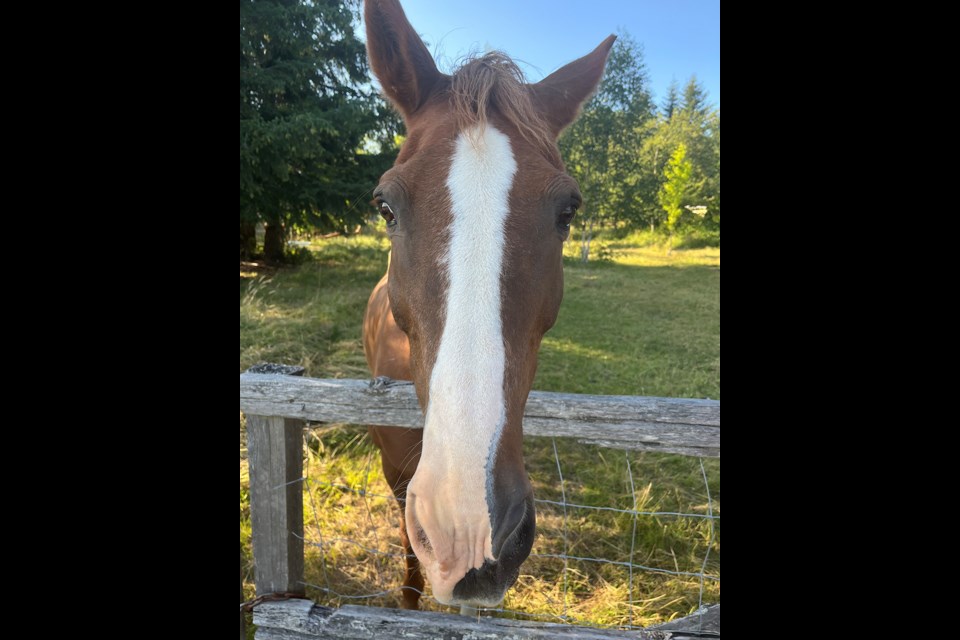 Friendly horse in Wildwood.