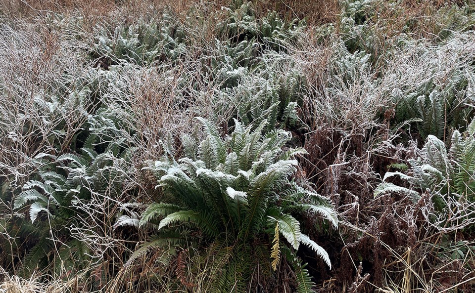 january_30_joyce_carlson_frosty_fern