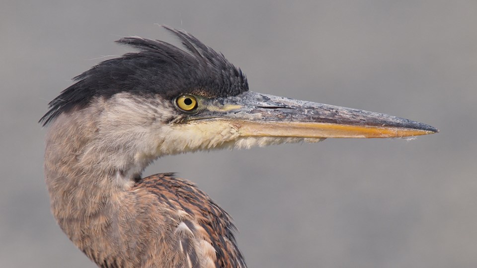 august_25_paul-den-ouden_blue-heron