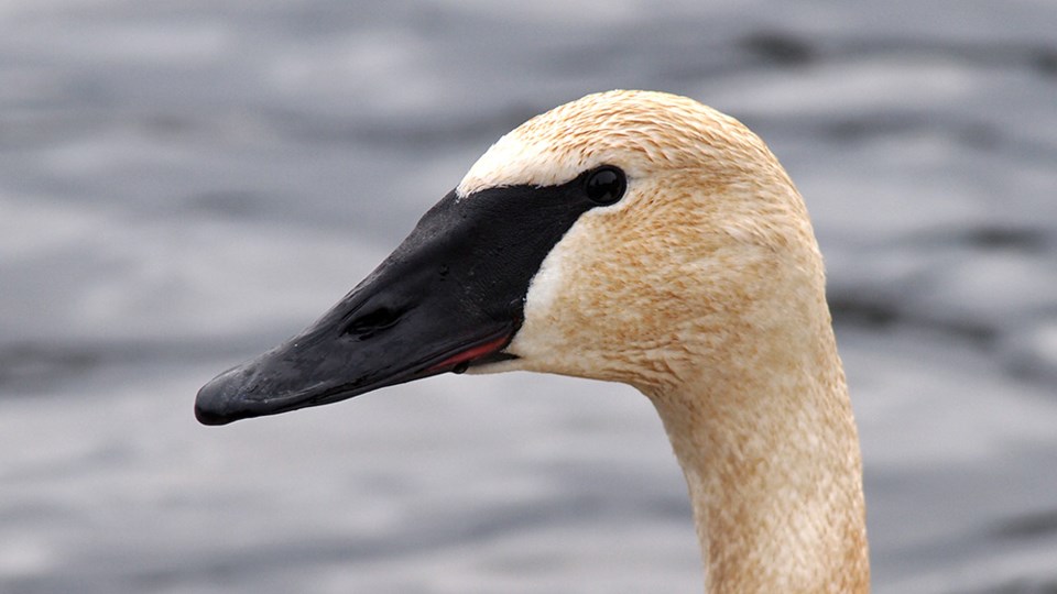 december_28_paul-den-ouden_trumpeter_swan_cranberry_lake