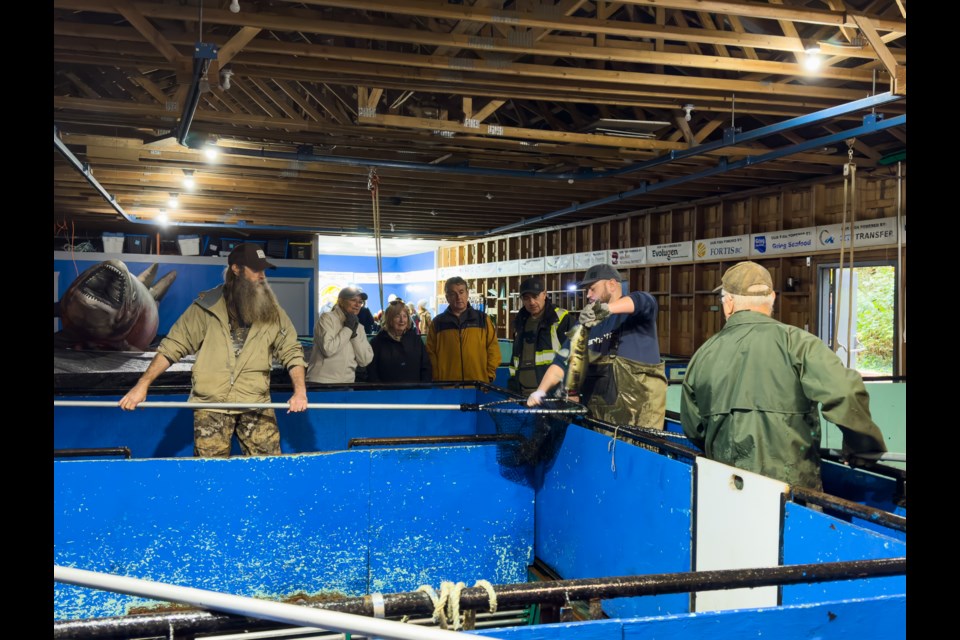 Powell River Salmon Society's annual fish expo took place the Lang Creek facility from October 15 to 19, with a public event held on the final day.