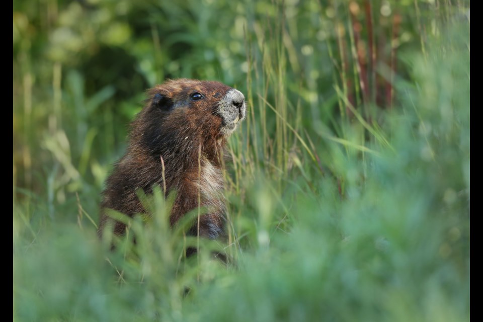 MARMOT PREDICTION: On February 2, Groundhog Day, a Vancouver Island marmot will predict if BC will see an early spring.