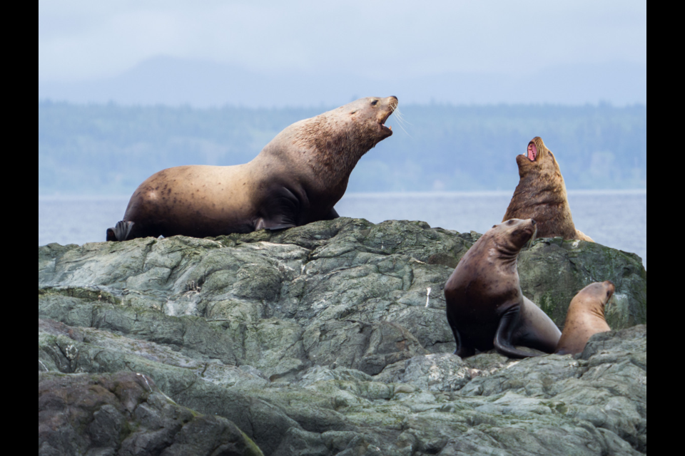 MARINE LIFE: Surrounding Mitlenatch Island are many marine mammals, including the northern Steller sea lion.
Malaspina Naturalists went on a recent trip to the protected island and were able to see the sea lions in action.
