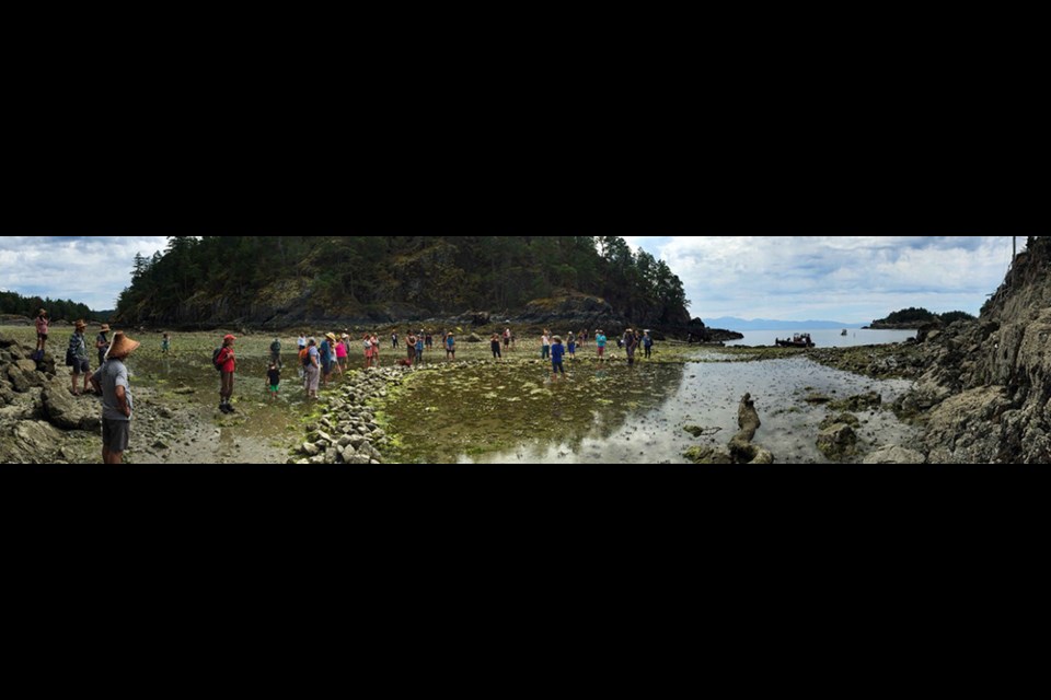 Indigenous and settler neighbours explore an intertidal archaeological site during a community outreach day on Lasqueti Island. 
