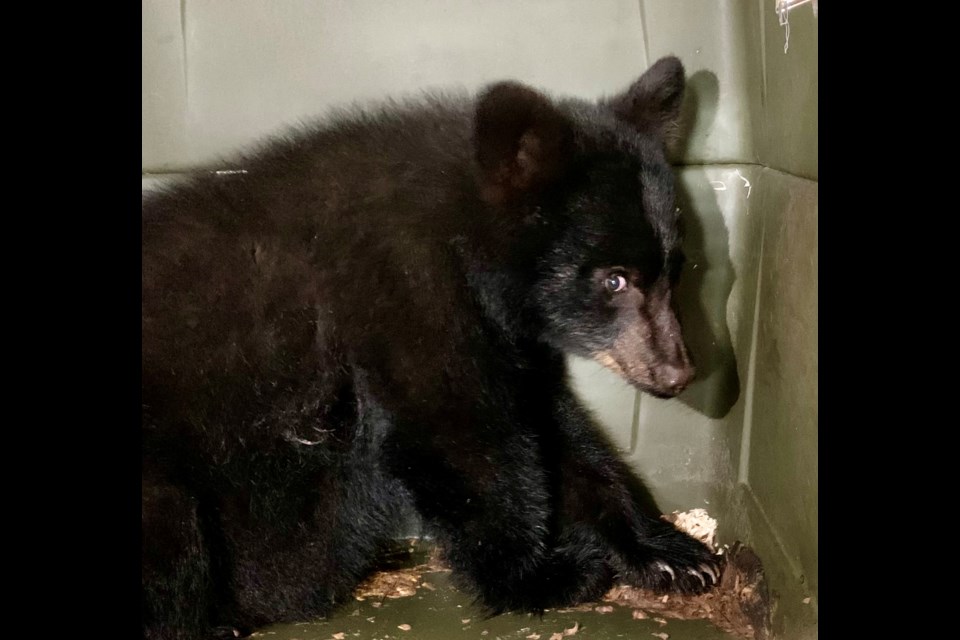 BEAR TRANSPORTED: A few weeks ago, Powell River Orphaned Wildlife Society received a call from a concerned citizen about an orphan bear cub in the neighbourhood of Westview. 
