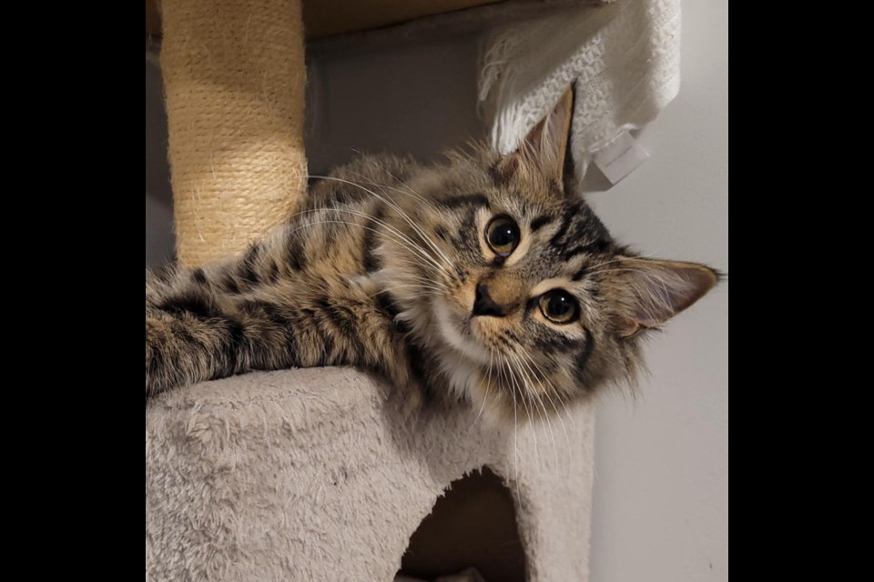 ADOPTABLE PET: Muffin is a six-month-old female tabby cat available for adoption at the BC SPCA in Powell River, located at 7558 Duncan Street.
