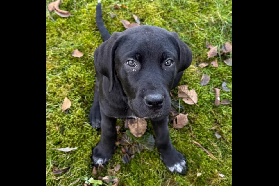 ADOPTABLE PET: Sally is a three-year-old female cane corso, available for adoption at the BC SPCA in Powell River, located at 7558 Duncan Street.
