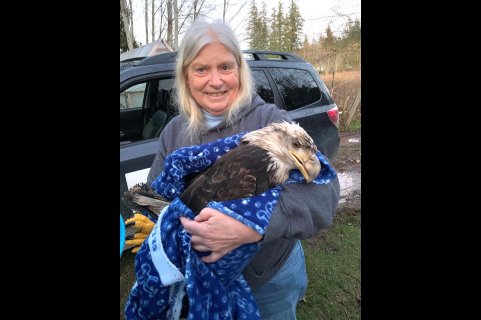 FLEW THE COOP: An injured young male eagle was found checking out a chicken coop near Padgett Road in mid-January. Powell River Orphaned Wildlife Society was called out to the area to help the raptor recover.
