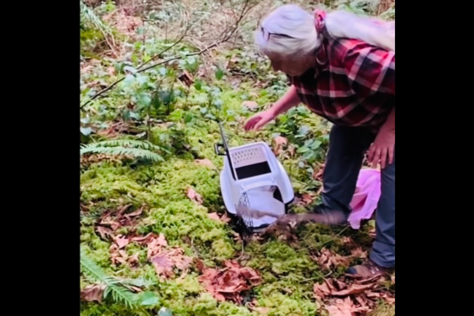 OWL RELEASE: A northern saw-whet owl was released back to its home on Texada Island on Tuesday. 
