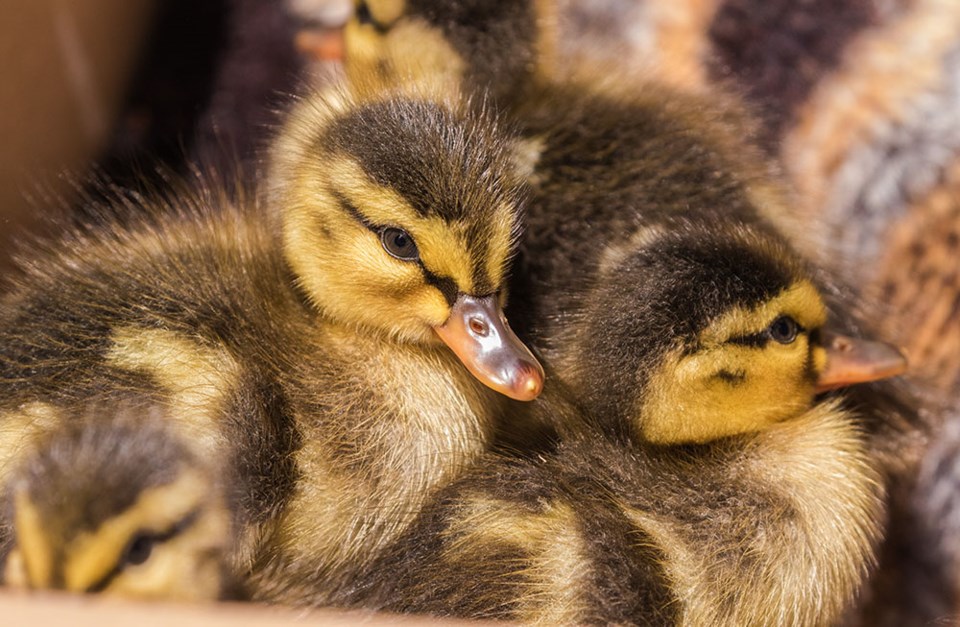 2640_prowls_baby_ducks