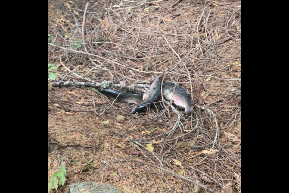 DUMP ZONES: A Wildwood resident is concerned about discarded animal carcasses in the area.