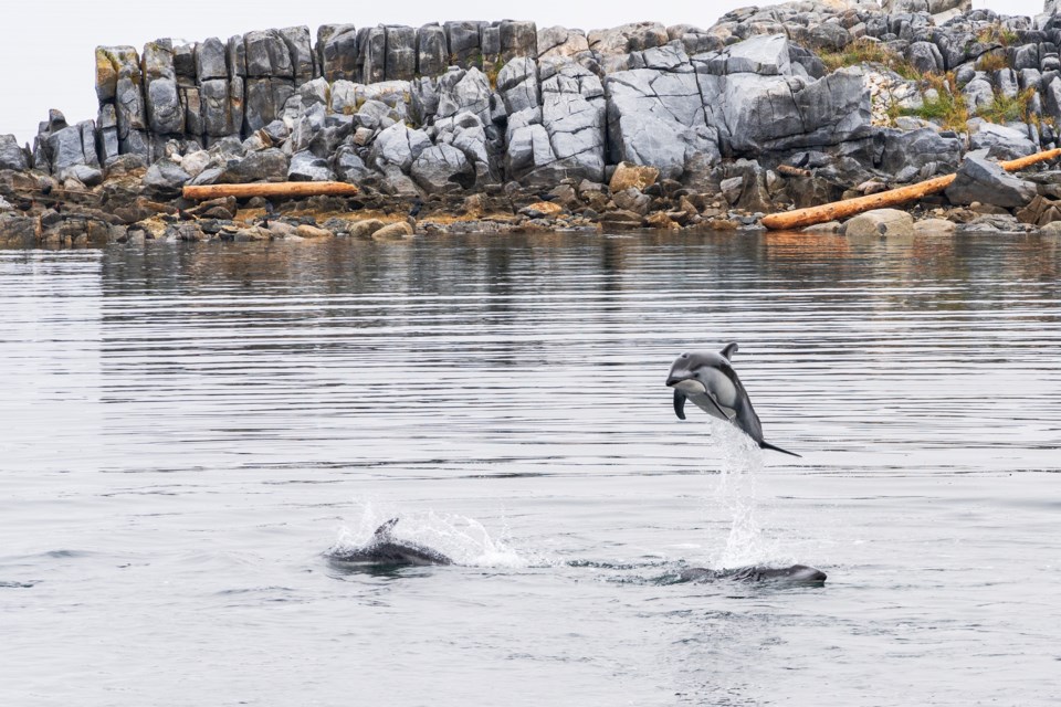 WHALES AND DOLPHINS: Pacific white-sided dolphins have recently been spotted near Willingdon Beach and the north side of Westview Harbour. Photographer Roger Hort took the photo above of a pod of dolphins swimming near Van Anda on Texada Island last October.
