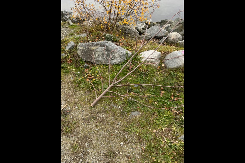 CUT TREE: A tulip tree that was planted a couple years ago was recently cut down.
