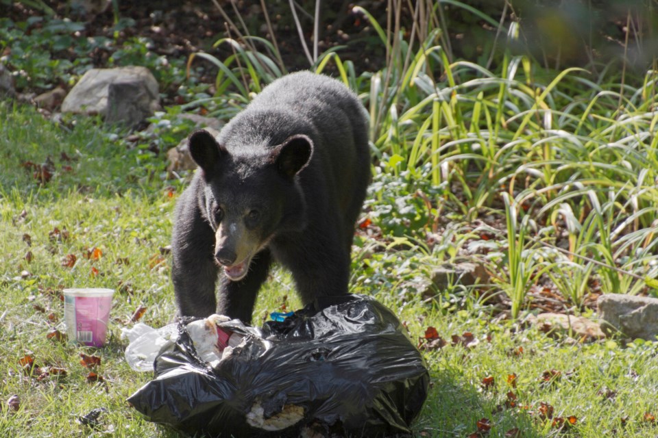 ATTRACTANTS: Illegal dumping is still pervasive in the qathet region. Dumping household and yard waste in non-sanctioned areas is a bear attractant.  
