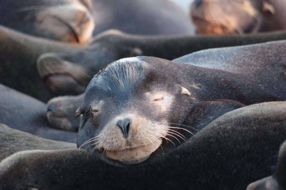 SALISH SEA MUSINGS: Author and naturalist/priest Laurel Dykstra spent time in the qathet region observing hundreds of California sea lions that congregated at the Townsite breakwater in 2019.
