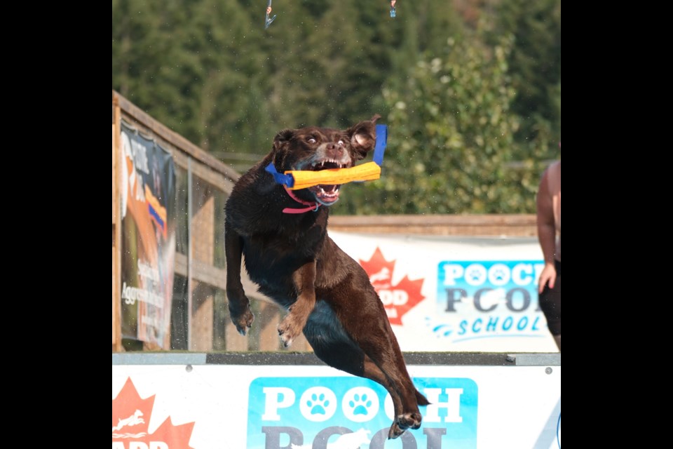 DOCK DIVERS: Luna the chocolate labrador retriever recently won an air retrieve competition at a diving dogs competition on Vancouver Island.
