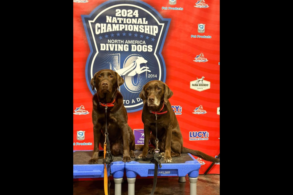 CANINE COMPETITORS: Chocolate labrador retrievers Duck [left] and Luna competed at the 2024 North America Diving Dogs National Championship in Springfield, Missouri.
