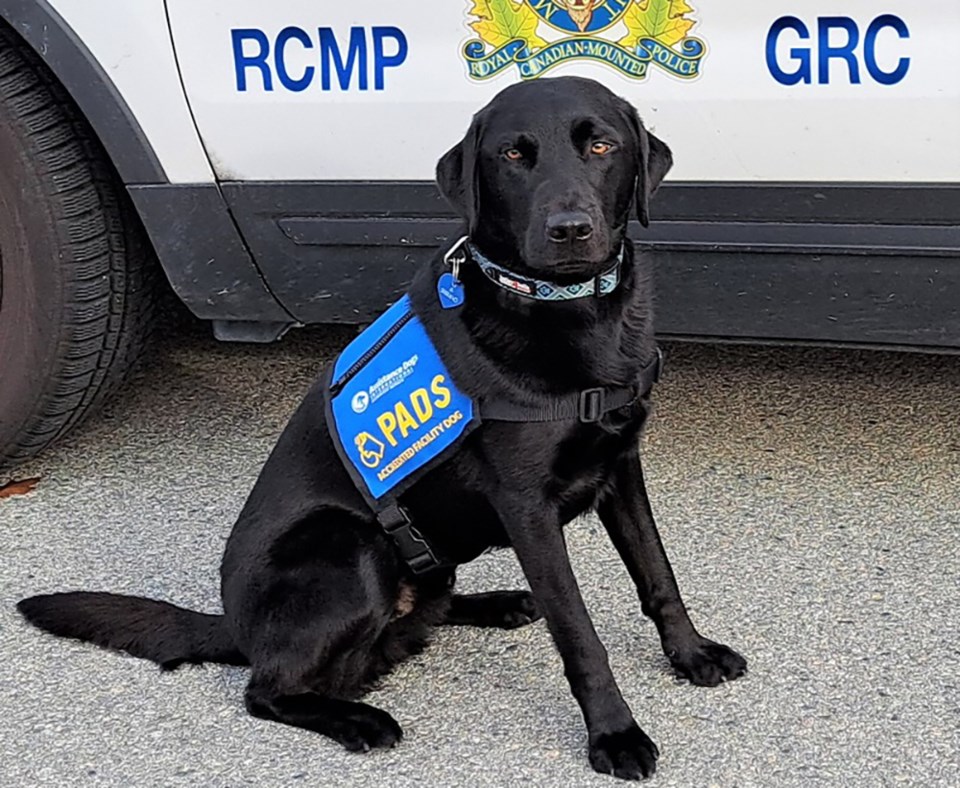 2906_rcmp_dog