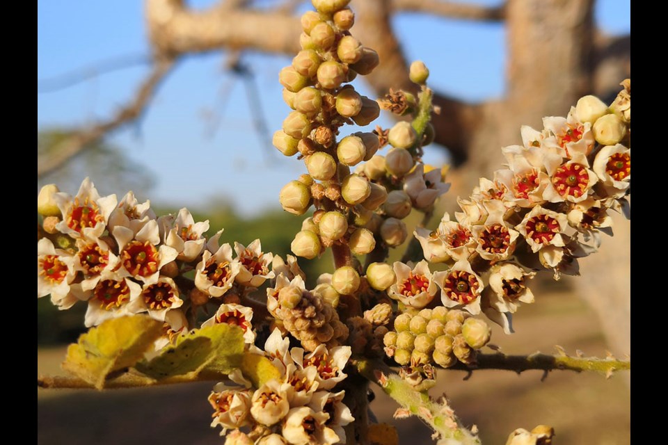 Boswellia extract has demonstrated anti-inflammatory properties, particularly in joint pain and many inflammatory syndromes.