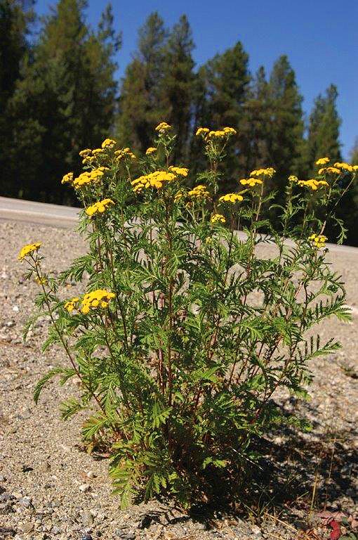 Common_tansy005_BStewart