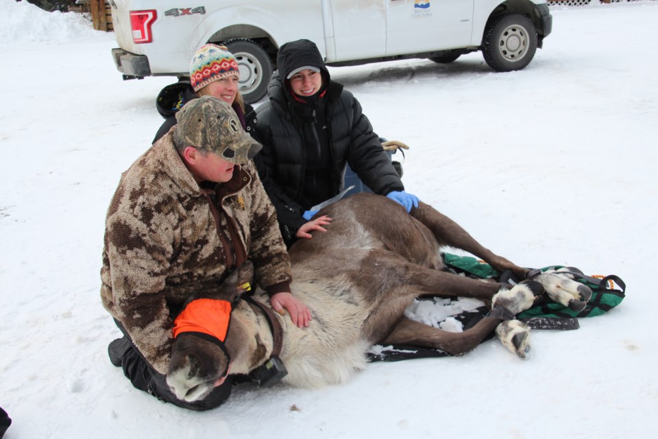 Biologists hope the captured caribou can join the Columbia-North herd of 147. (via Province of British Columbia)