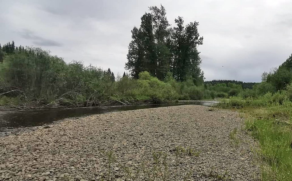 Endako River Spruce  City Wildlife Association