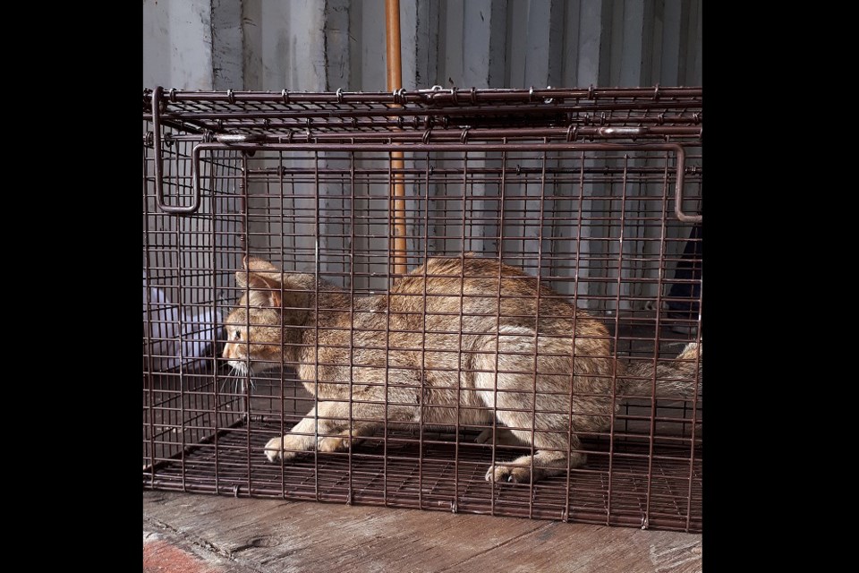 A cat has arrived at the North Cariboo District SPCA after being stuck in a shipping container for more than three weeks without water and food. (via North Cariboo District SPCA)