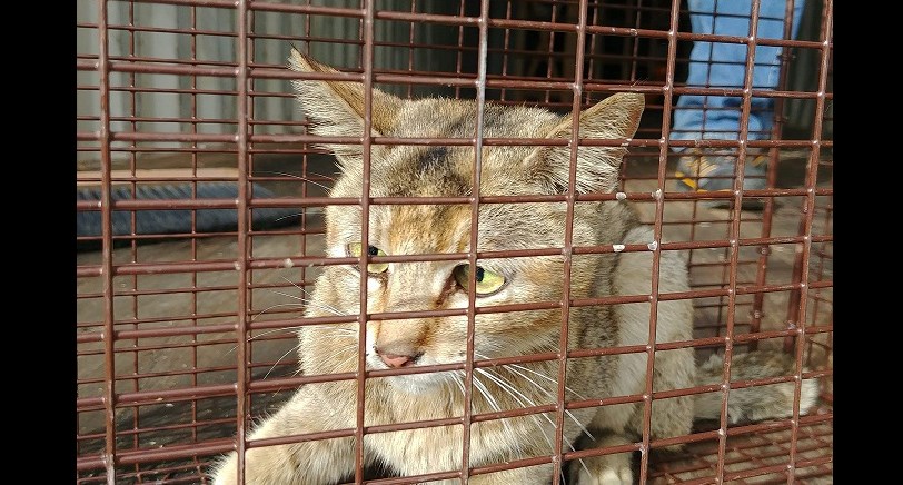 A cat as arrived at the North Cariboo District SPCA after being stuck in a shipping container for more than three weeks without water and food. (via North Cariboo District SPCA)