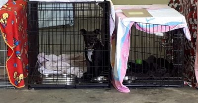 wildfire-evacuation-centre-dogs-in-kennels-2018-1200x628-825x4312344234312134214234321
