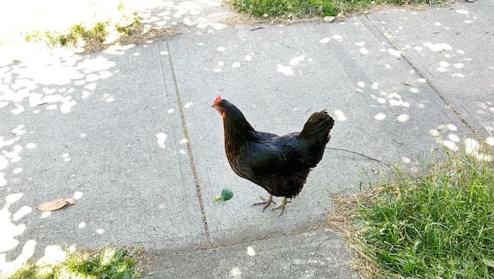 east-vancouver-chicken