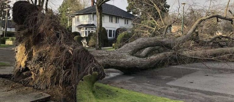 fallen-tree-768x33534214321432114321