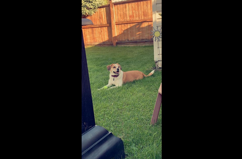 Pippa loves the big backyard. (via Brooklyn Seemann)