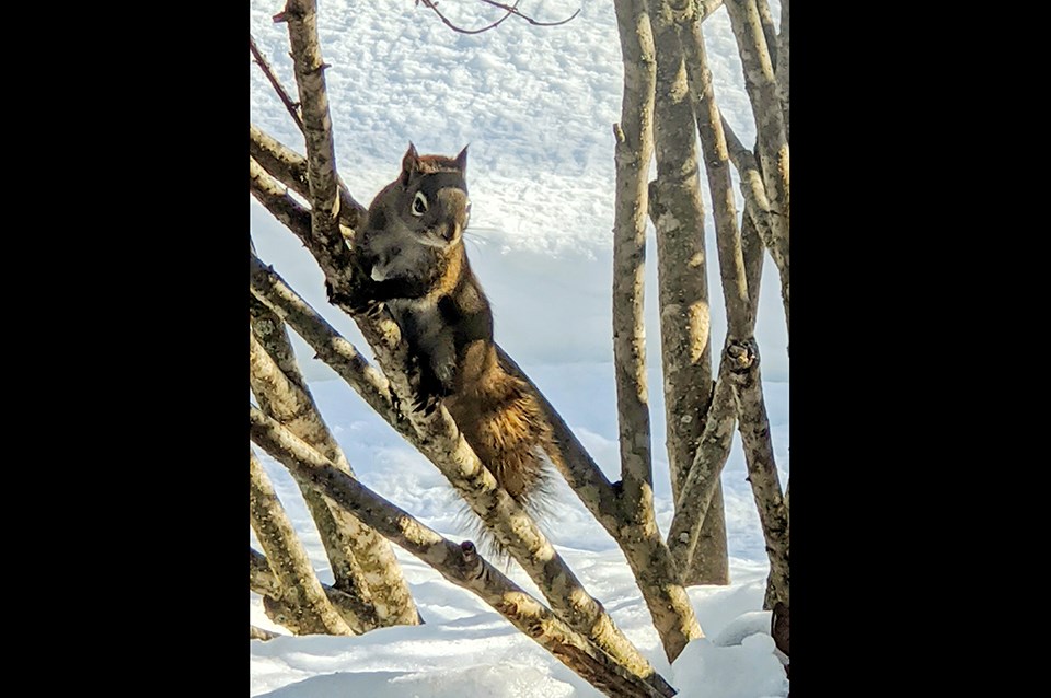 Helen Tabora - March 7, 2020 squirrel tree