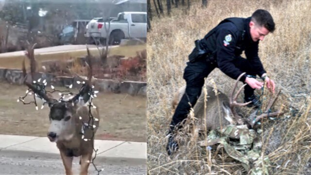 BCCOS deer Christmas lights