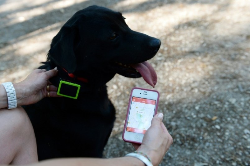 Mobile tech is going to the dogs — literally - Prince George Citizen