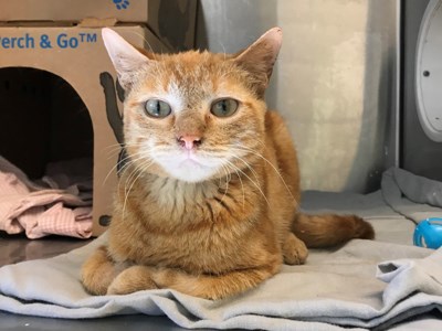 news-orange-cat