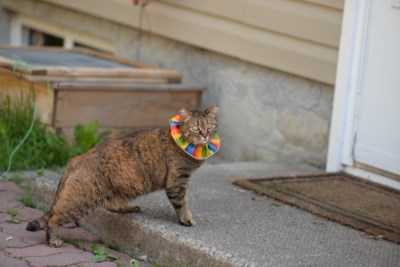 Cat GPS collar study UNBC 2