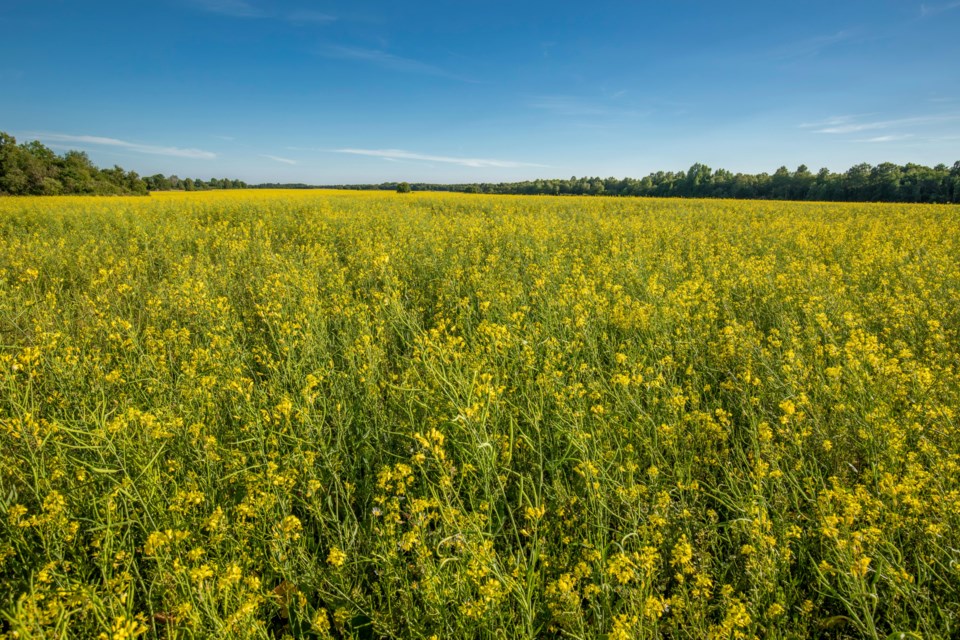 pgc-canola-field