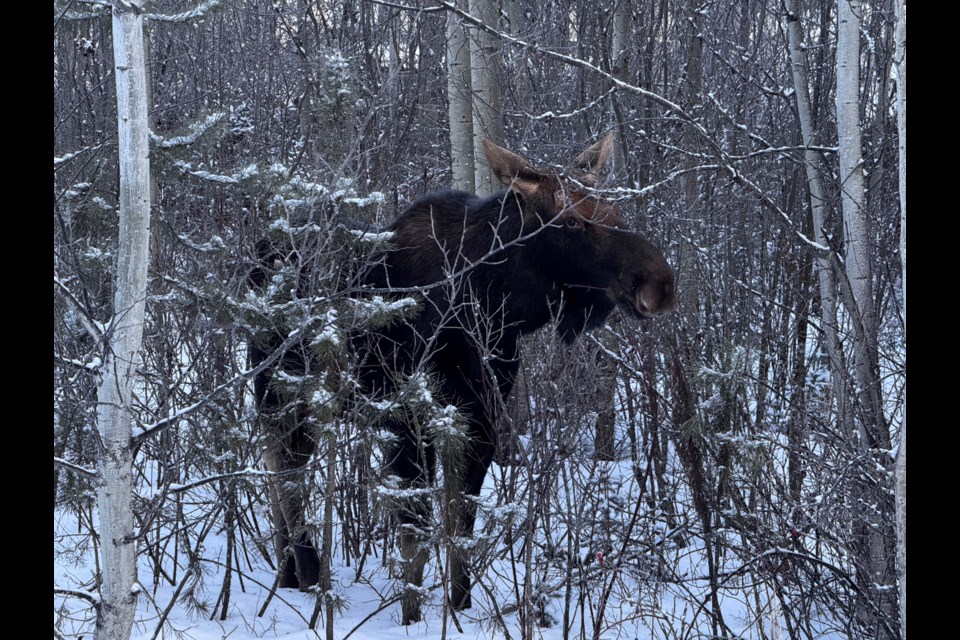 A young moose stops to eat along the trail behind College Height's Polaris Montessori School on Sunday, Jan. 19, 2025 in Prince George, BC.