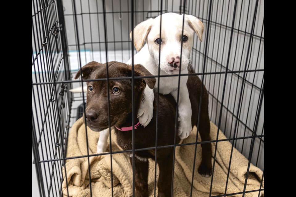 Two of the five puppies flown to Prince George from from a remote community as part of an animal rescue effort by the Prince George Humane Society seek contact from within their crate at the society offices on First Avenue on Wednesday, Sept. 11.