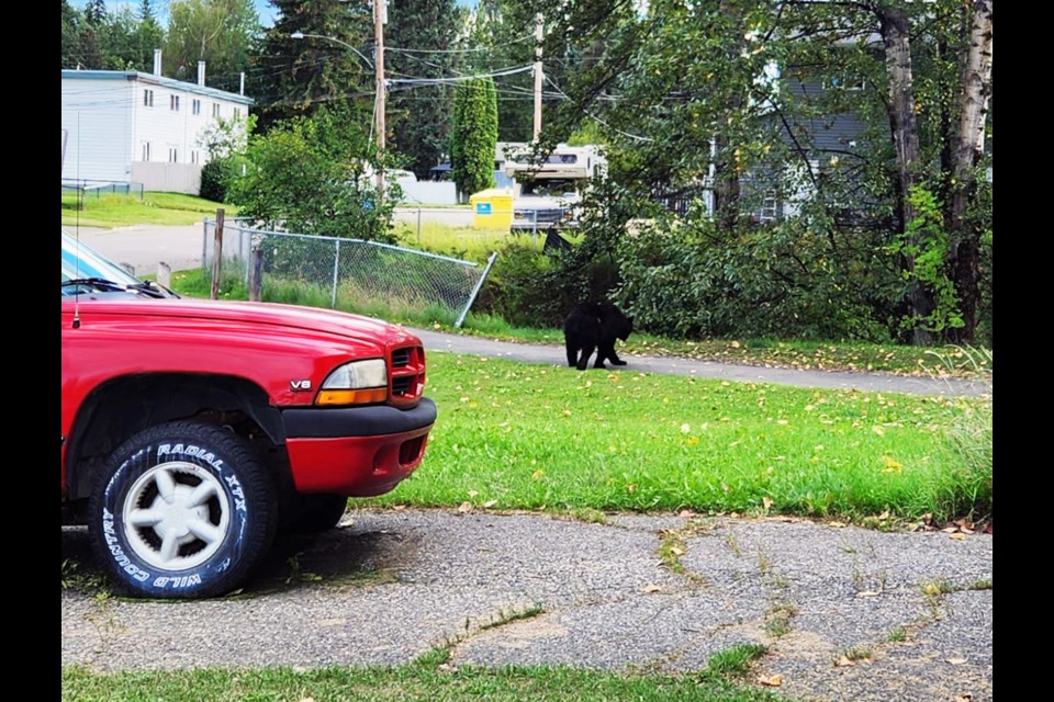 This is one of the black bears Prince George resident Penny Hedrick had been watching shortly before  she said it was shot by a conservation officer Thursday afternoon.