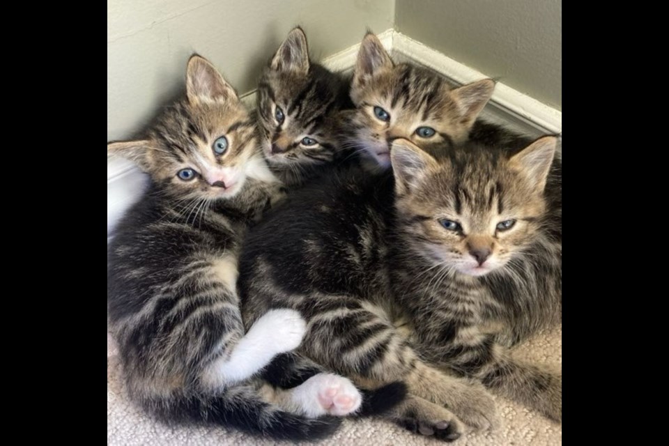 Here are four of the five kittens that were saved from the dump and taken to Luvs Northern Animal Rescue in Prince George. 