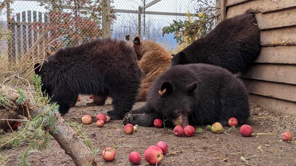 northern-lights-wildlife-society-bears