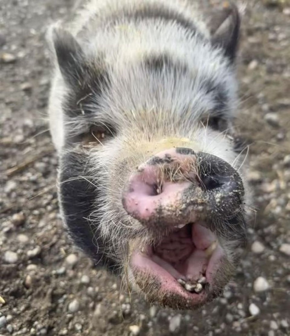 pg-tickled-pig-rescue-petunia